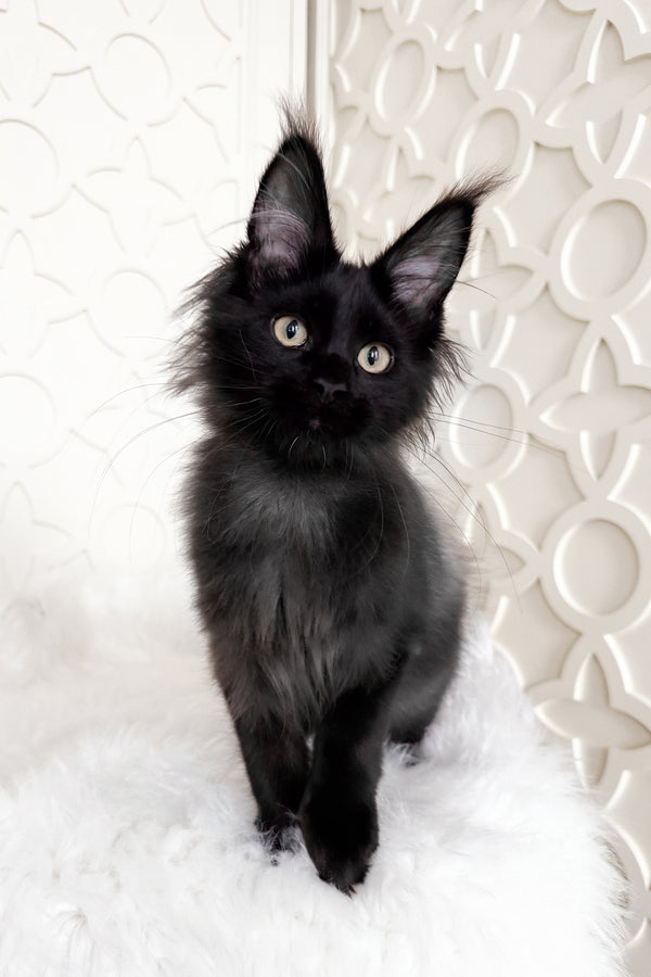 Toros | Maine Coon Kitten