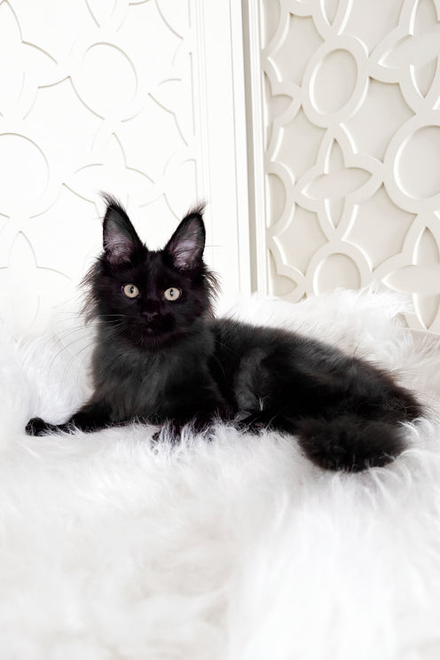 Toros | Maine Coon Kitten