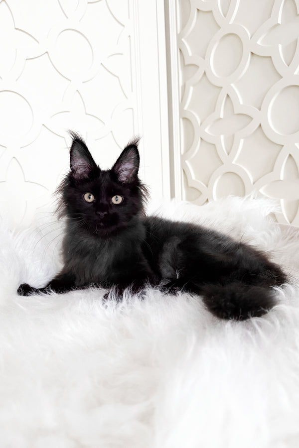 Toros | Maine Coon Kitten