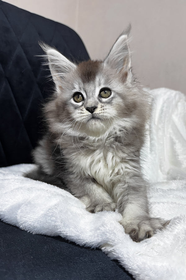 Triss | Maine Coon Kitten