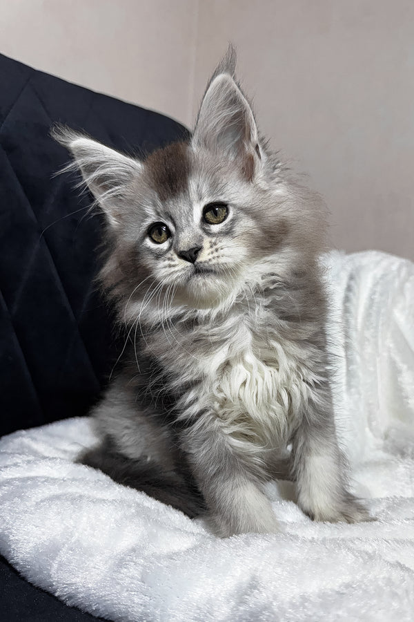 Triss | Maine Coon Kitten