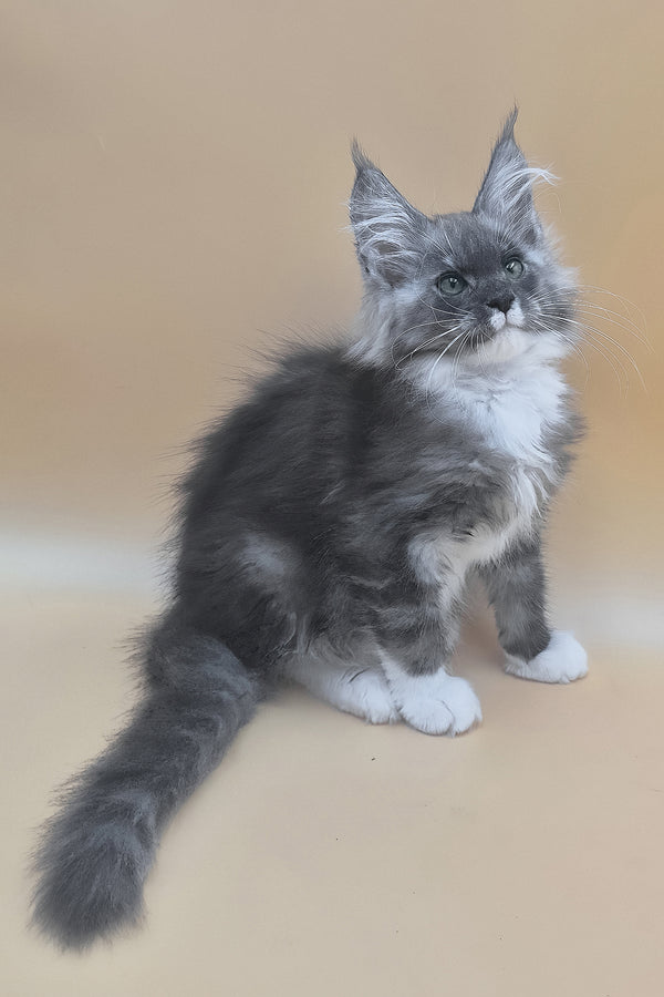 Tristan | Maine Coon Kitten