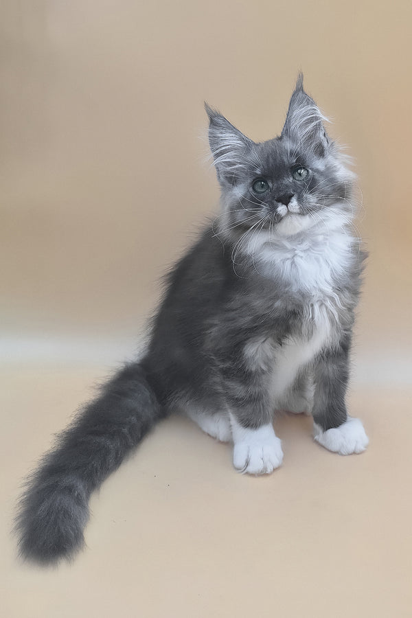 Tristan | Maine Coon Kitten
