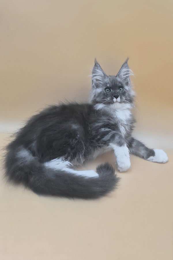Tristan | Maine Coon Kitten