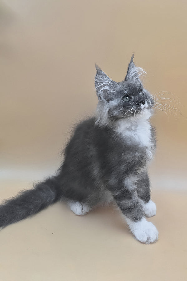 Tristan | Maine Coon Kitten
