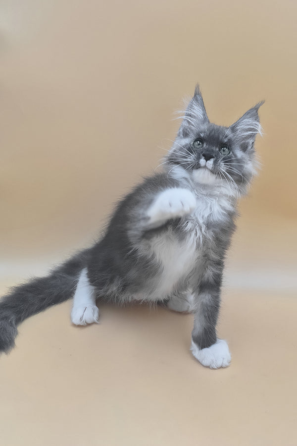 Tristan | Maine Coon Kitten