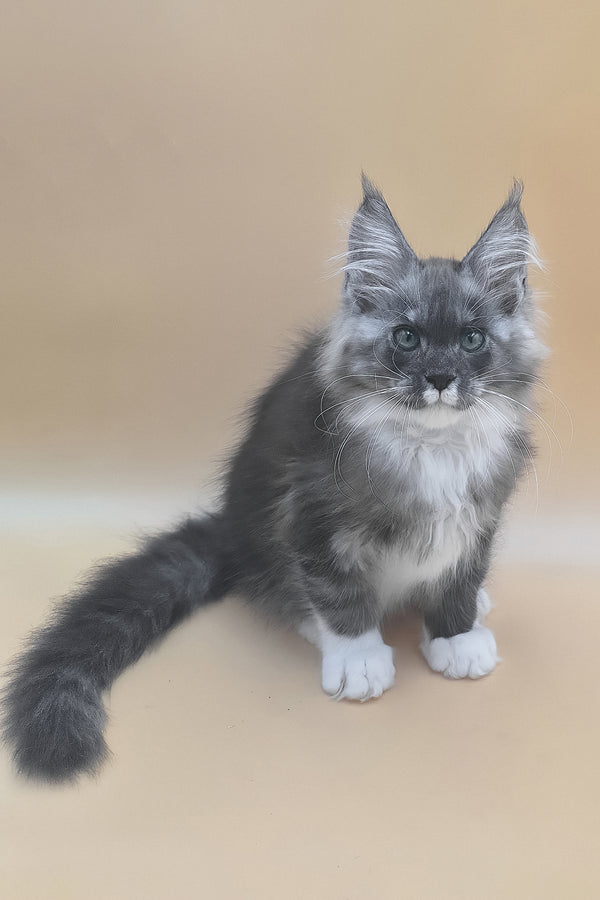 Tristan | Maine Coon Kitten