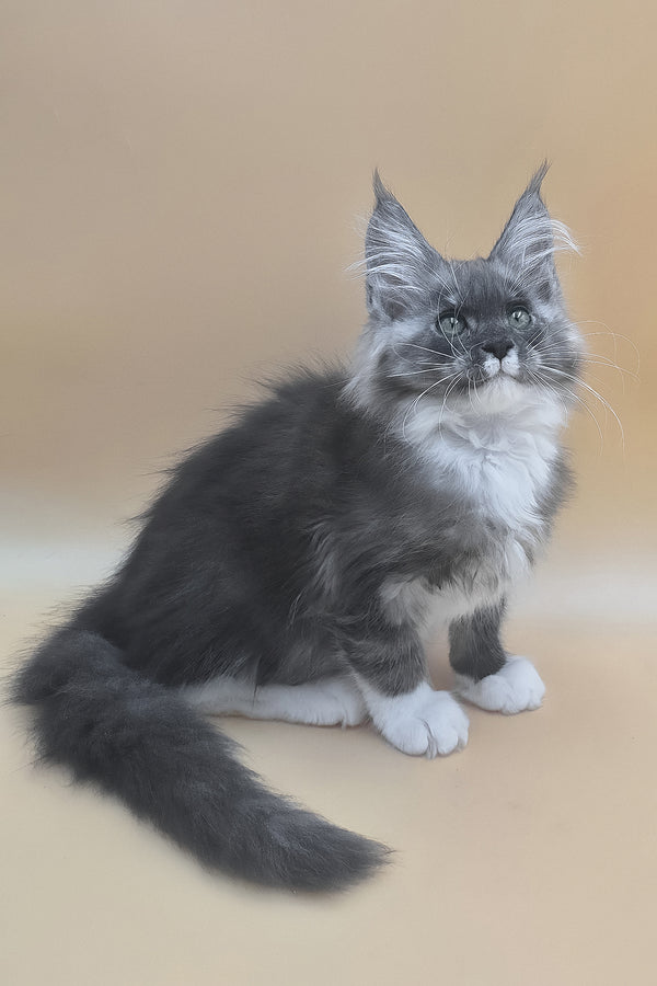 Tristan | Maine Coon Kitten
