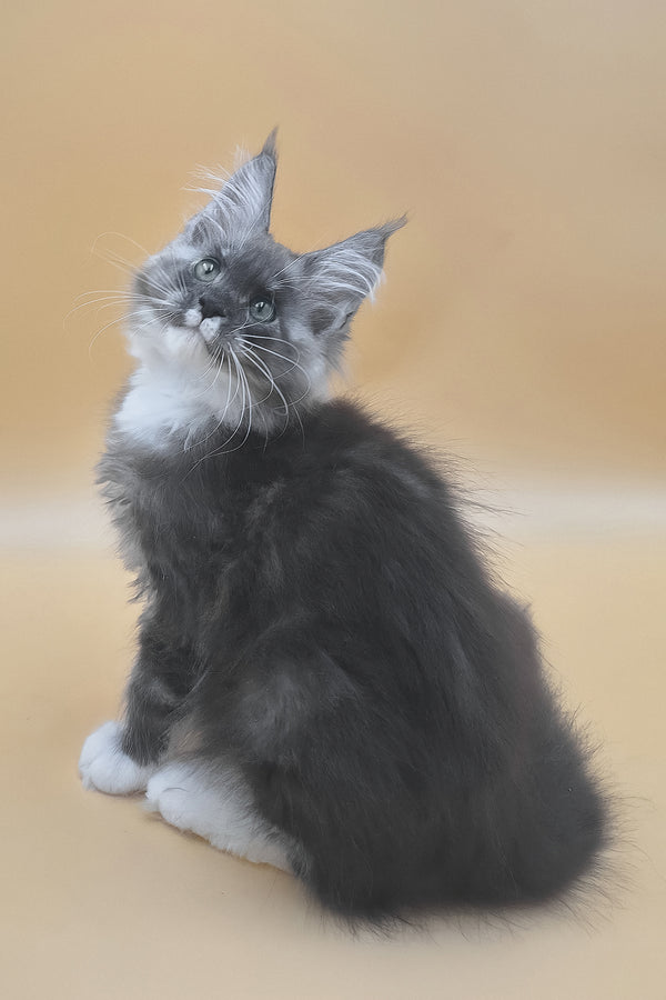 Tristan | Maine Coon Kitten