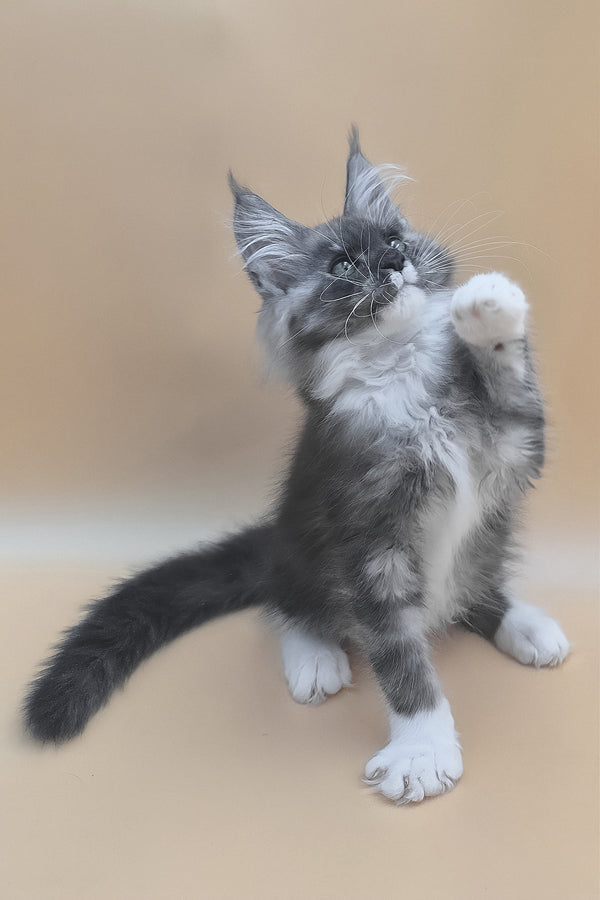 Tristan | Maine Coon Kitten