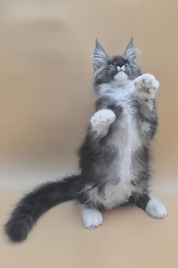 Tristan | Maine Coon Kitten