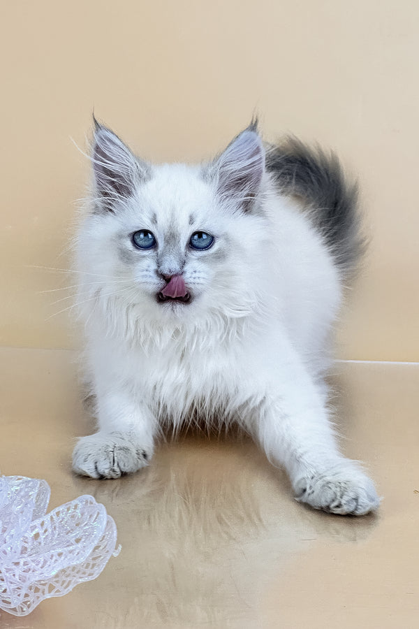 Trixie | Siberian Kitten