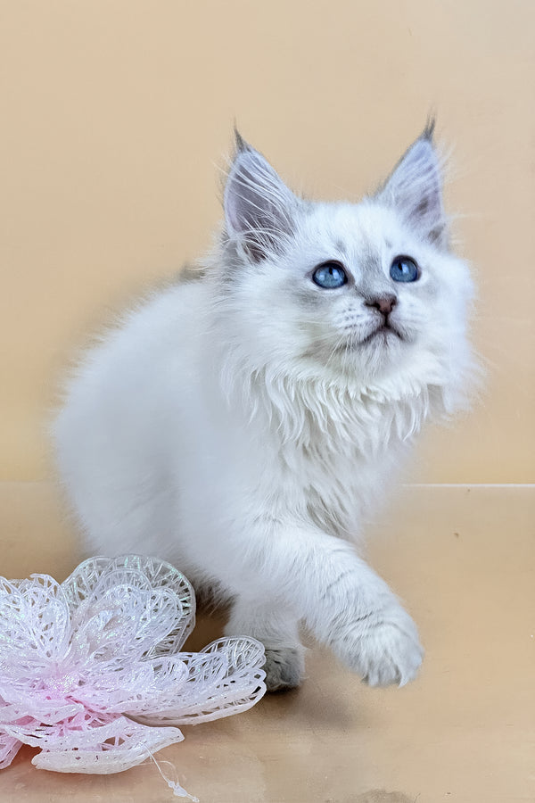 Trixie | Siberian Kitten