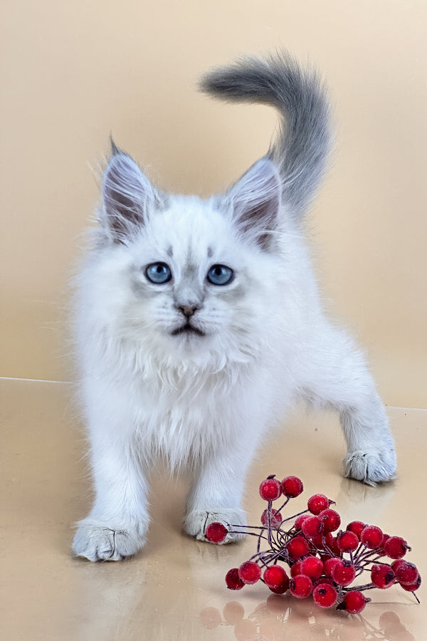 Trixie | Siberian Kitten