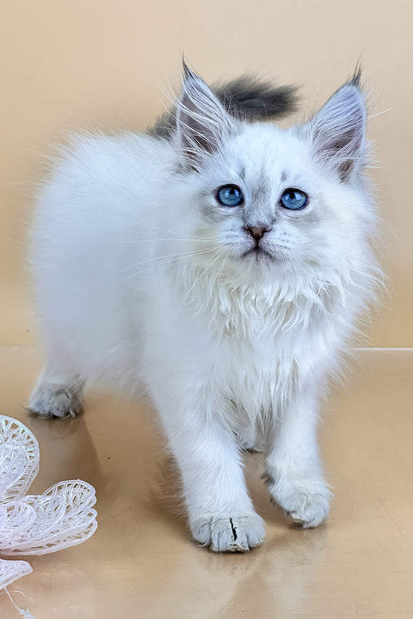 Trixie | Siberian Kitten