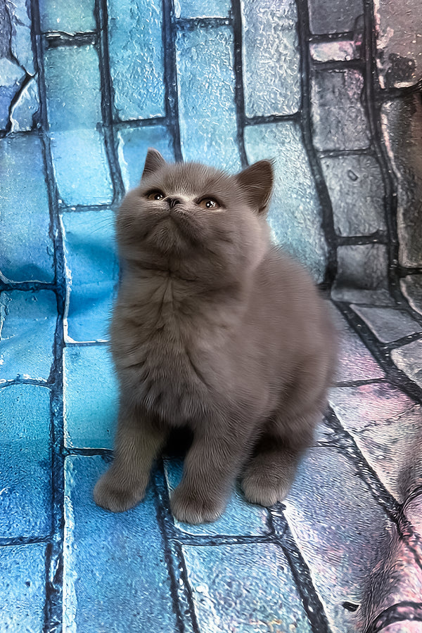 Tungus | Scottish Straight Kitten