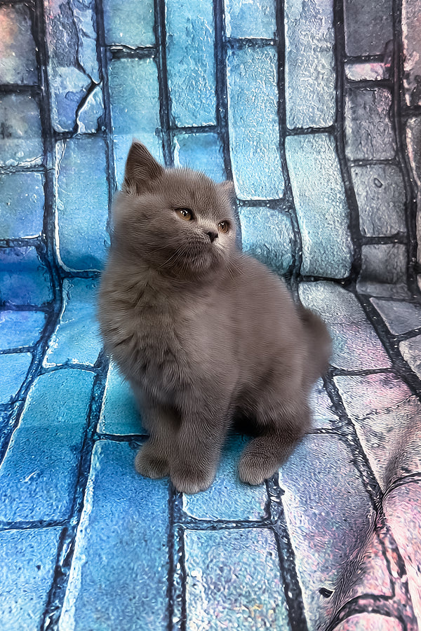 Tungus | Scottish Straight Kitten