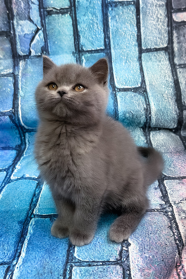 Tungus | Scottish Straight Kitten