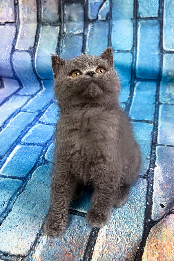 Tungus | Scottish Straight Kitten