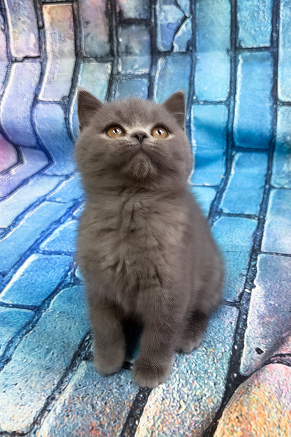 Tungus | Scottish Straight Kitten