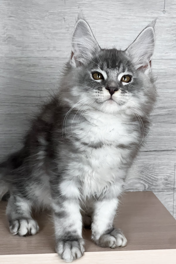 Tyson | Maine Coon Kitten