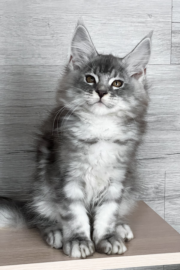 Tyson | Maine Coon Kitten