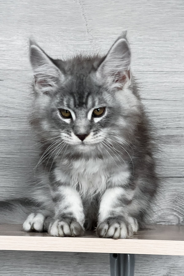Tyson | Maine Coon Kitten