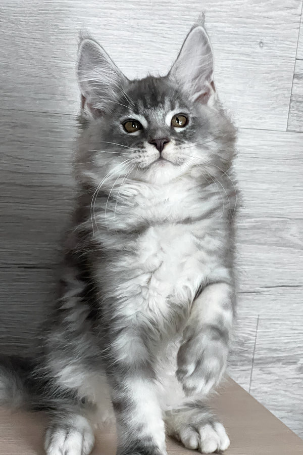 Tyson | Maine Coon Kitten