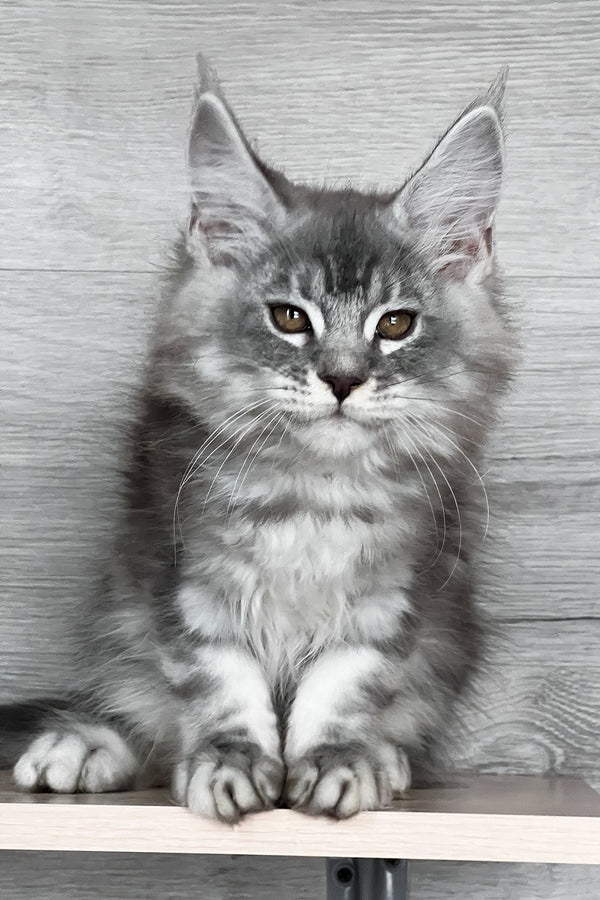 Tyson | Maine Coon Kitten