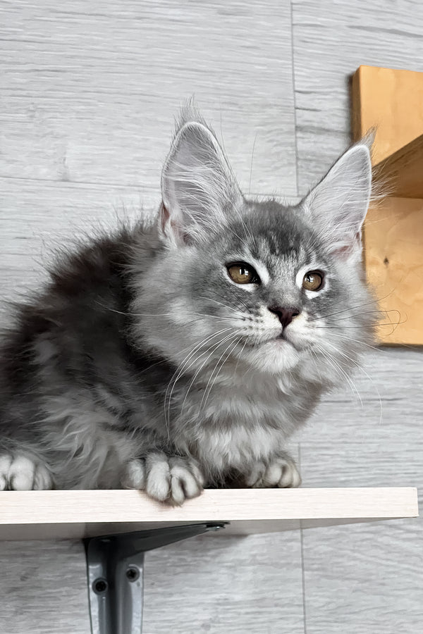 Tyson | Maine Coon Kitten