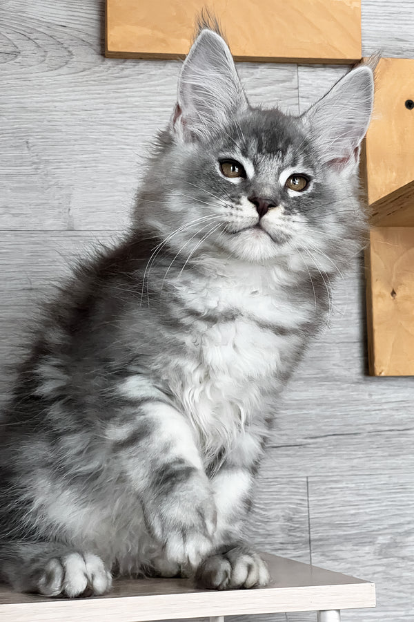 Tyson | Maine Coon Kitten