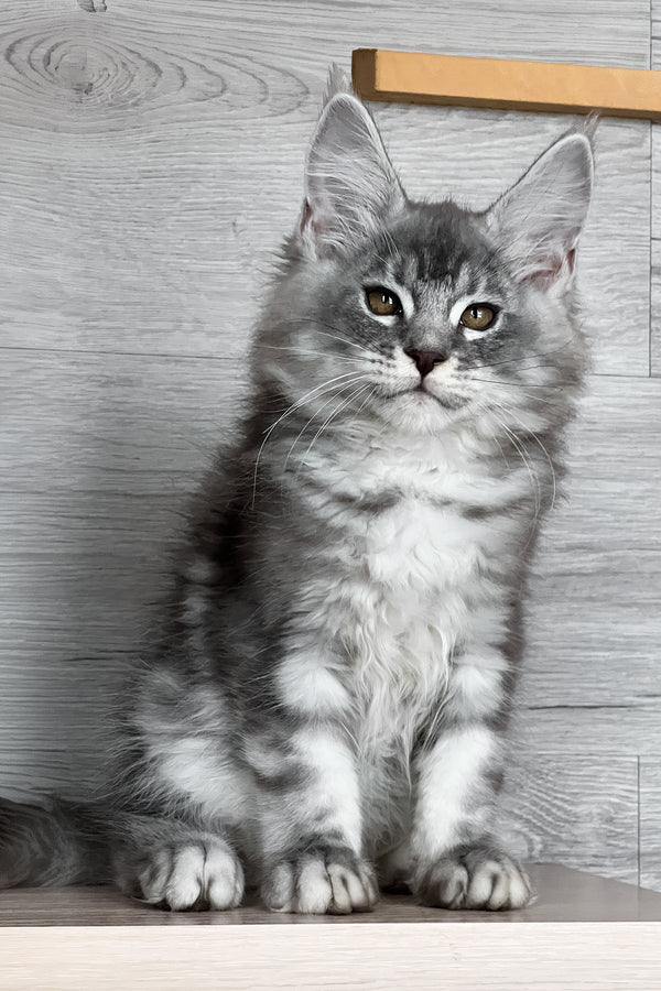 Tyson | Maine Coon Kitten