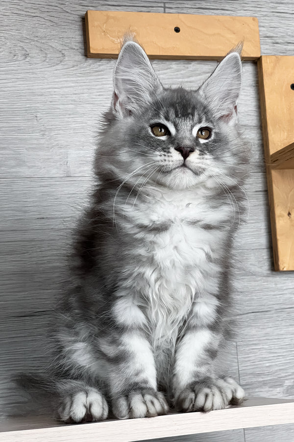 Tyson | Maine Coon Kitten