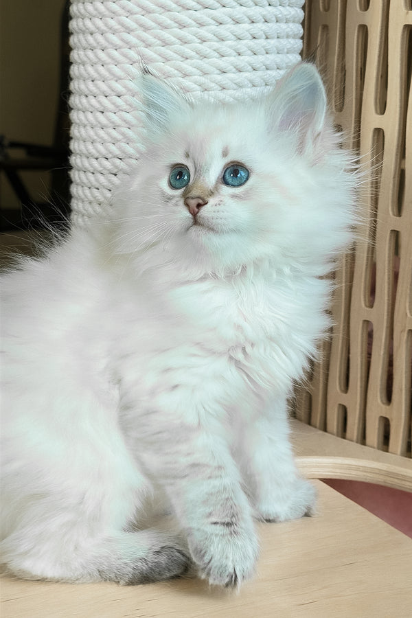 Ulnara | Siberian Kitten