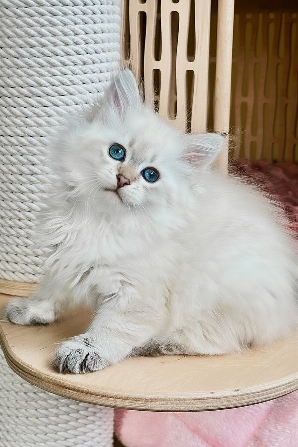 Ulnara | Siberian Kitten