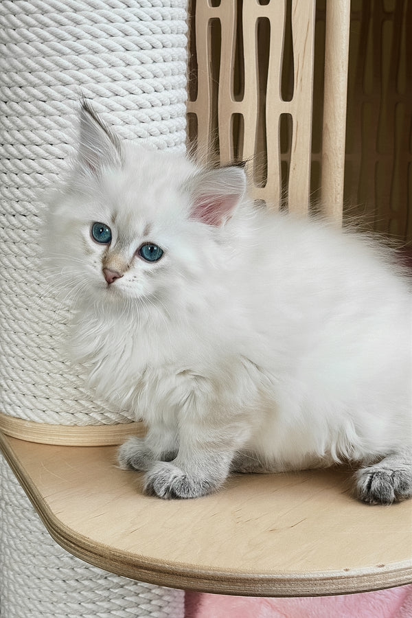 Ulnara | Siberian Kitten