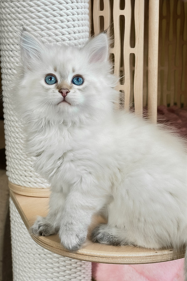 Ulnara | Siberian Kitten