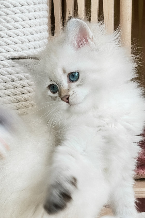 Ulnara | Siberian Kitten