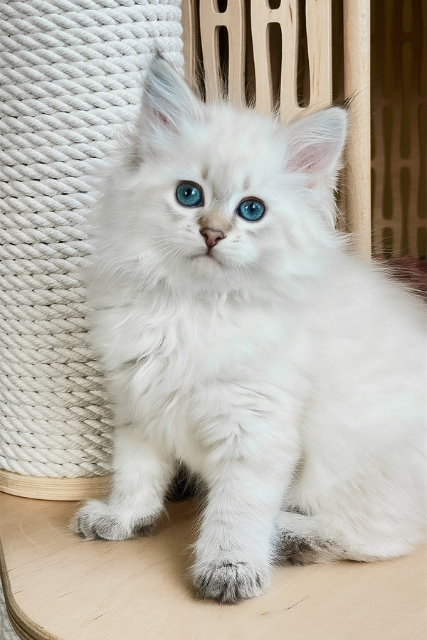 Ulnara | Siberian Kitten