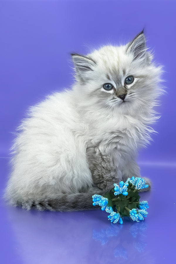 Unita | Siberian Kitten