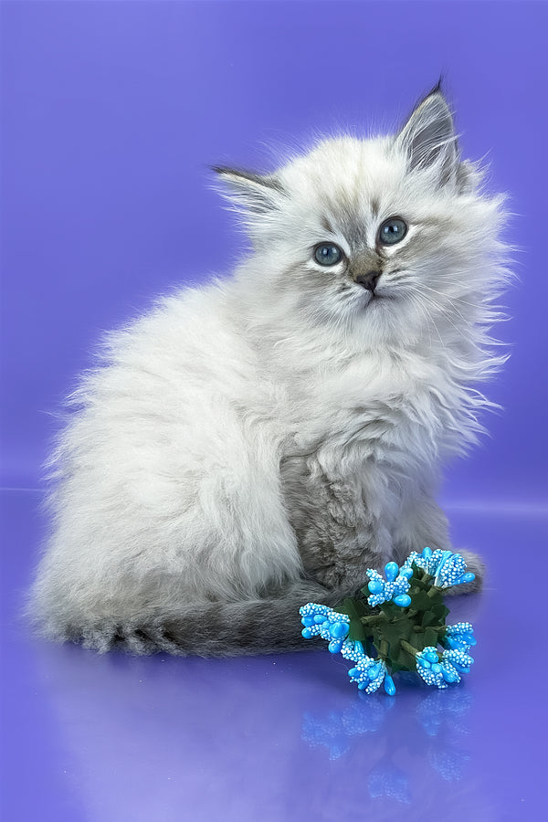 Unita | Siberian Kitten