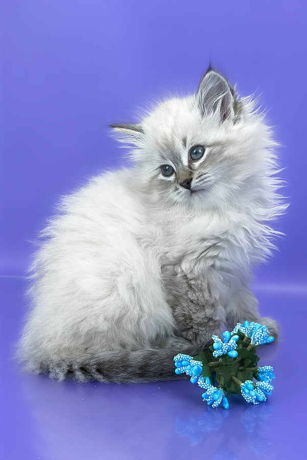 Unita | Siberian Kitten