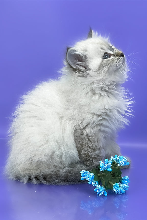 Unita | Siberian Kitten