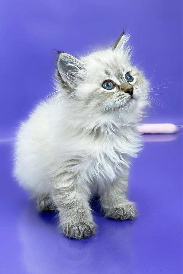 Unita | Siberian Kitten