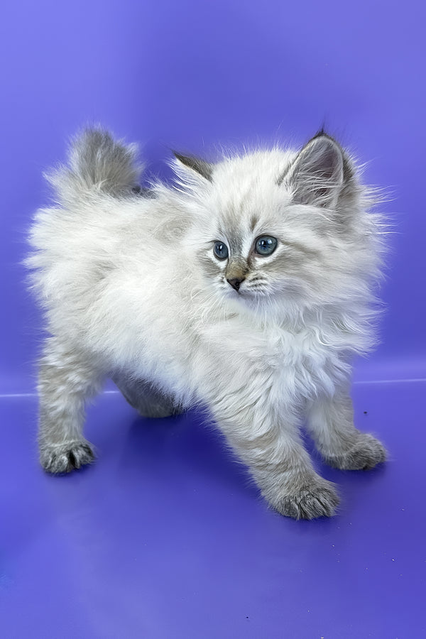 Unita | Siberian Kitten