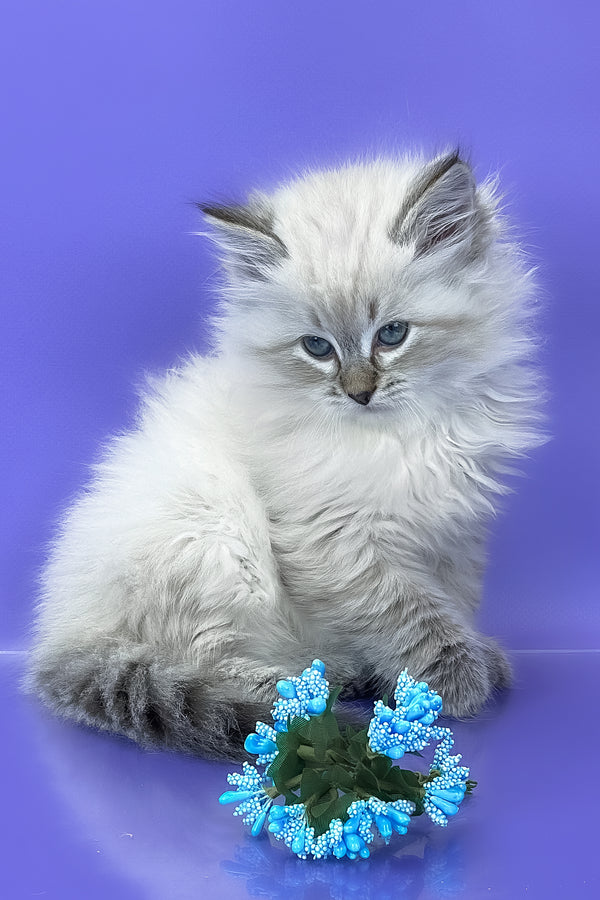 Unita | Siberian Kitten
