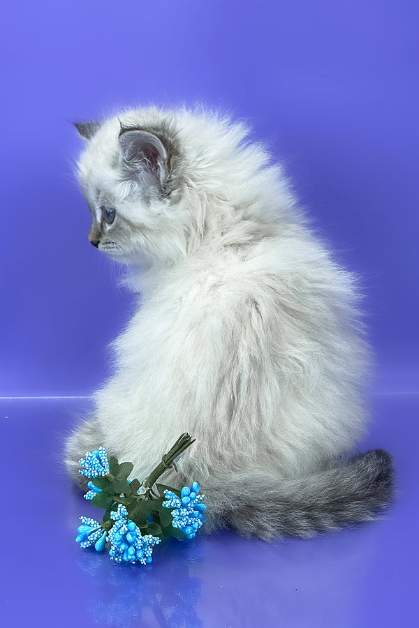 Unita | Siberian Kitten