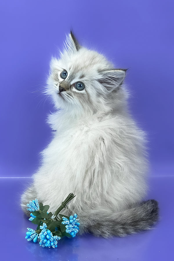 Unita | Siberian Kitten