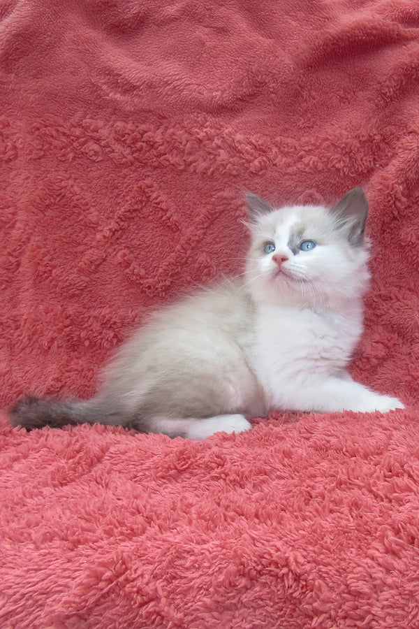 Udjyn | Siberian Kitten