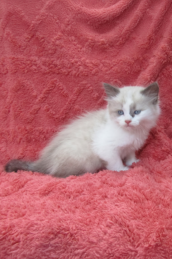 Udjyn | Siberian Kitten